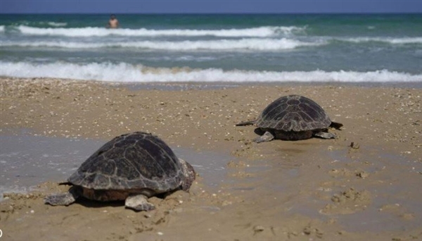 وزارة الزراعة تصدر قرارًا بحظر صيد السلاحف البحرية والتجارة بها محليًا وخارجيًا