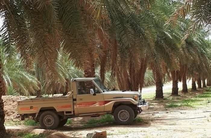 الحديدة.. مليشيا الحوثي تفرض حصصاً مجانية من التمور على المزارعين