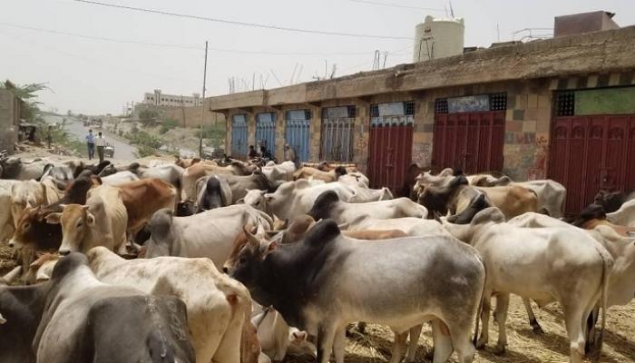 مليشيا الحوثي تمنع رجال أعمال من توزيع أضاحي العيد