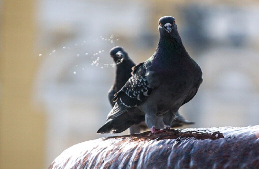 كراكوف تطلق برنامجاً تجريبياً للحد من تكاثر الحمام باستخدام حبوب مانعة للحمل
