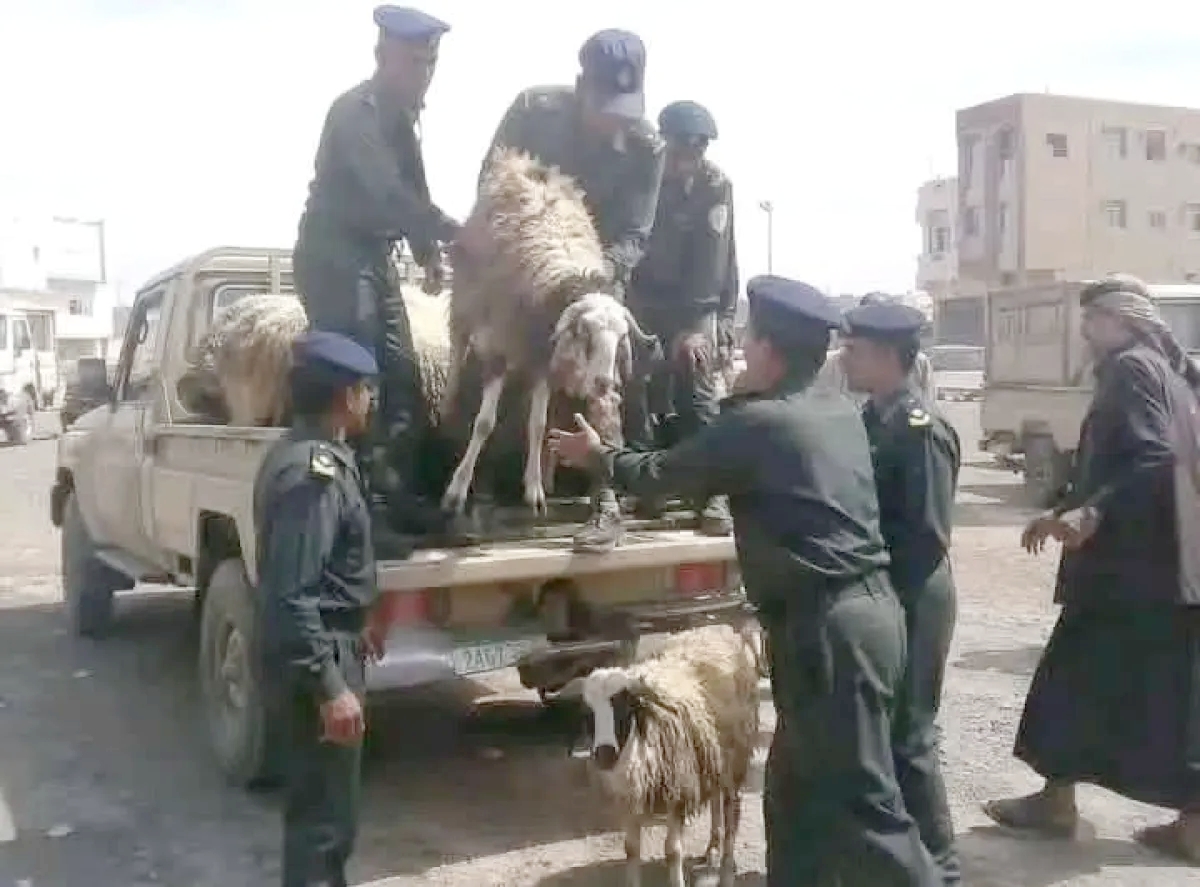 نهب منظم قبيل العيد.. الحوثيون يفرضون جبايات في إب ويصادرون أضاحي الفقراء بعمران
