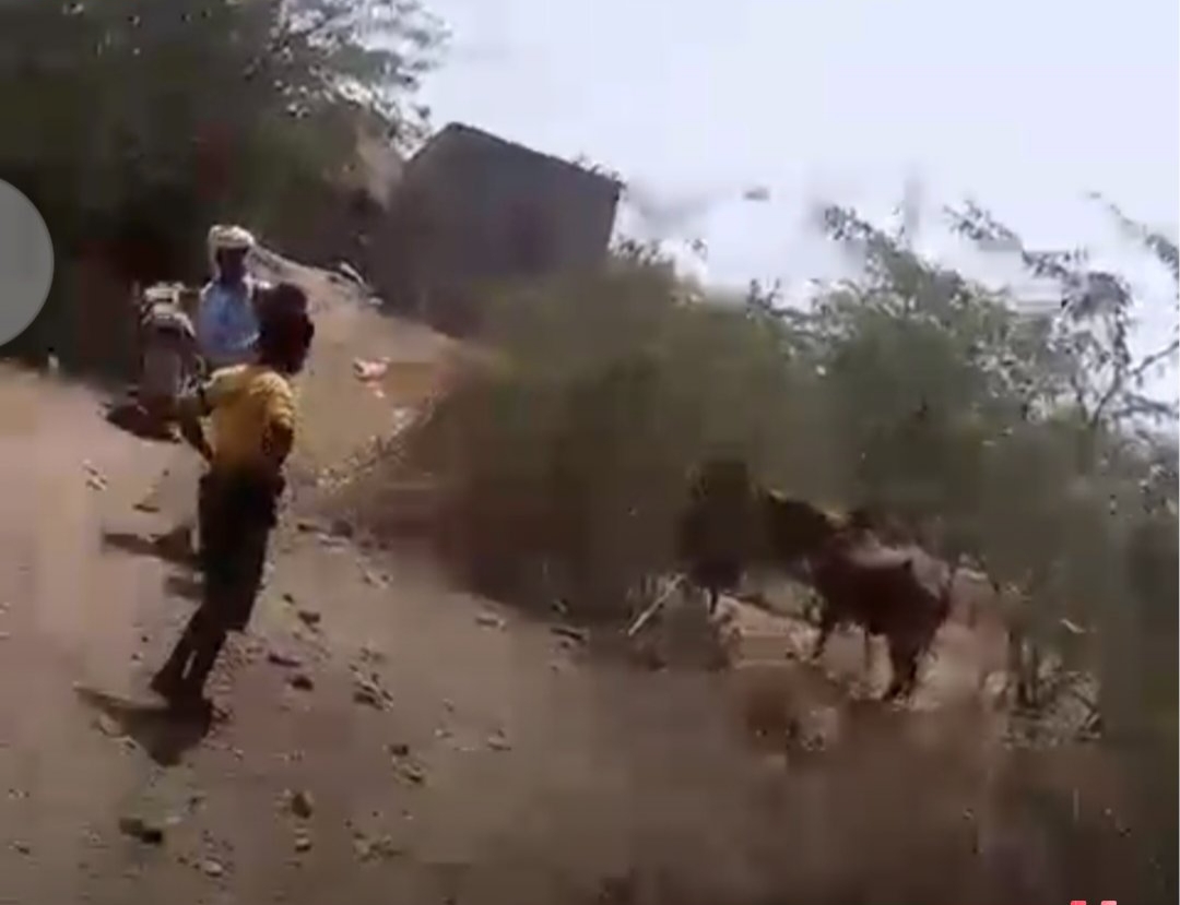 تصعيد مليشيا الحوثي... قصف يسفر عن إصابة امرأة ونفوق مواشي في ريف حيس